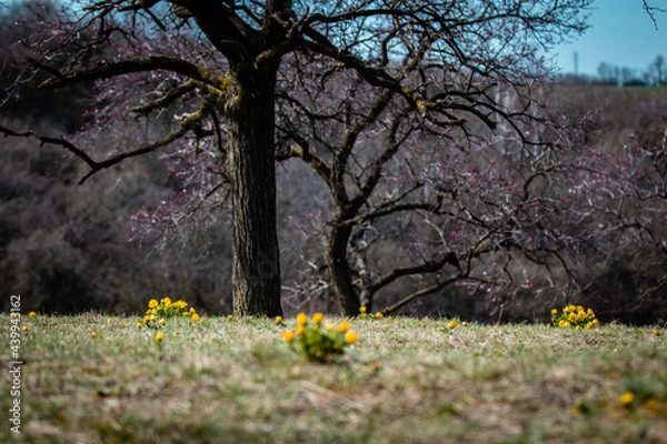 Fototapeta Adonis Vernalis