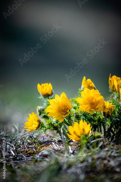 Fototapeta Adonis Vernalis