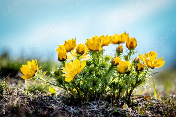 Fototapeta Adonis Vernalis