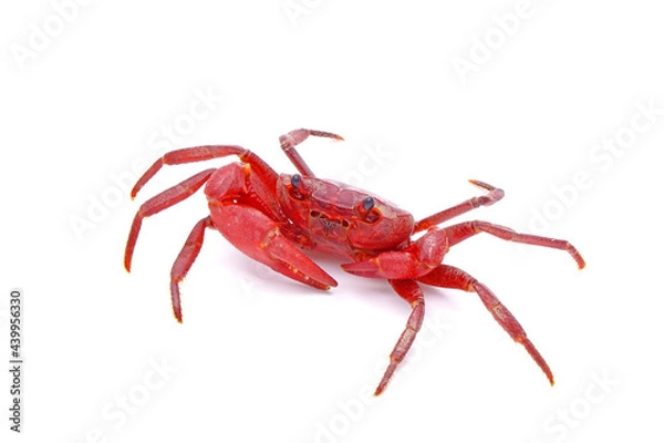 Obraz Red land crab (Phricotelphusa limula) (Male), One of world most beautiful fresh water crabs, native only in Phuket island, Thailand. It’s also known as Fire-Red crabs or waterfalls crab. Rare,Isolated