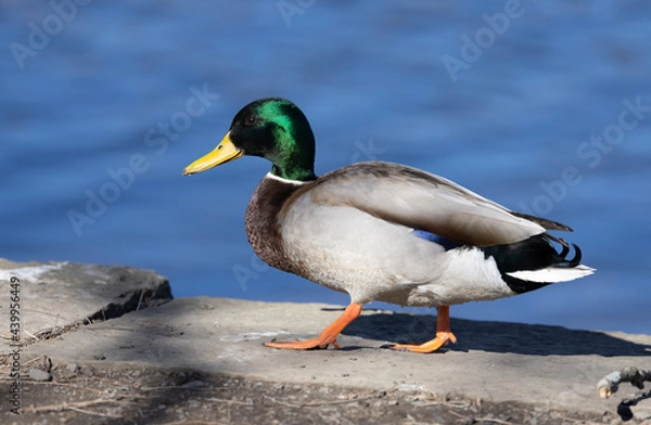Obraz Mallard Duck walking