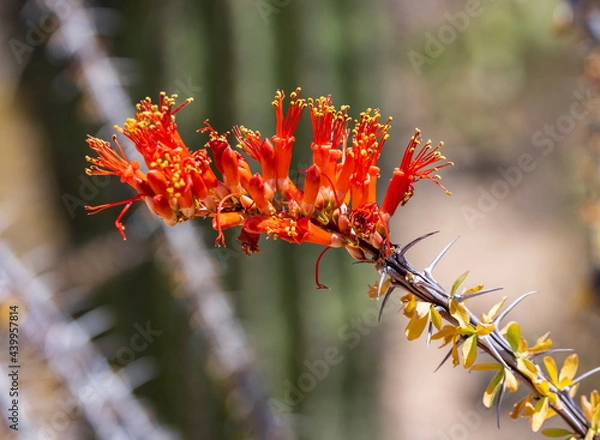 Obraz Ocotillo flowers in desert south west of USA 
