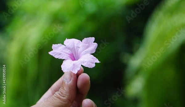 Obraz flower in the hand