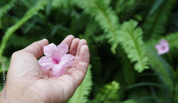 Obraz flower in hand