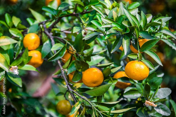 Fototapeta Fresh oranges from a tree