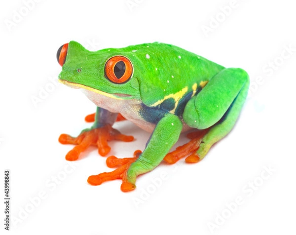 Obraz red eyed tree frog