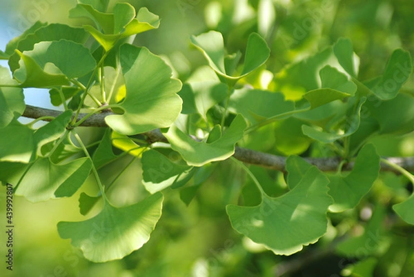 Obraz GINKGO BILOBA