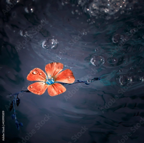Fototapeta abstract red flower in dark water, an ecological disaster concept