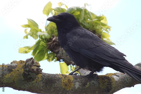 Fototapeta Kolkrabe