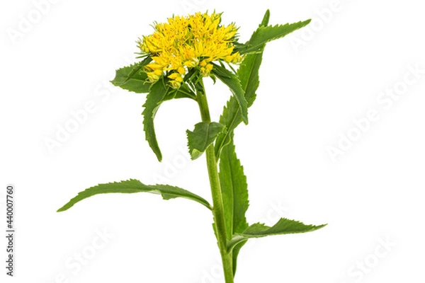 Fototapeta Inflorescence of yellow rhodiola rosea flowers, isolated on white background