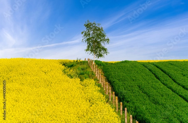 Obraz Rapeseed field and lonely tree on a background of blue sky border of rapeseed field and grass