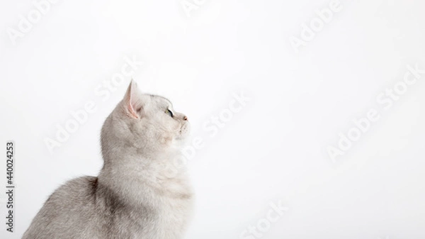 Obraz Wide banner. A white British cat sits and looks to the side and up to an empty space.