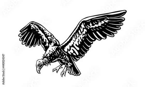 Obraz California condor