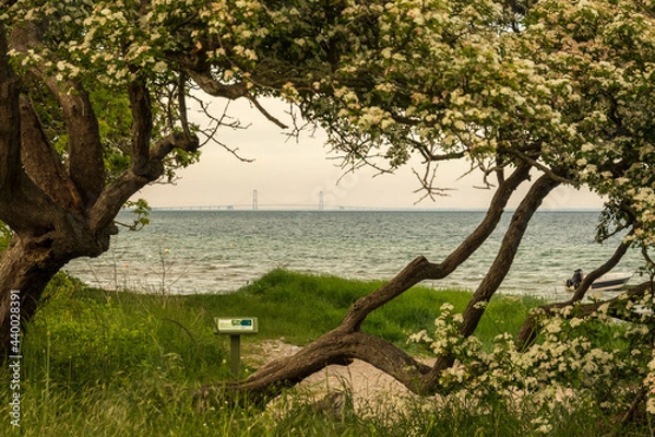 Obraz tree on the beach