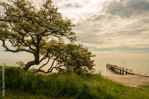 Obraz landscape with trees