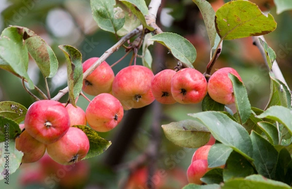 Fototapeta red apples