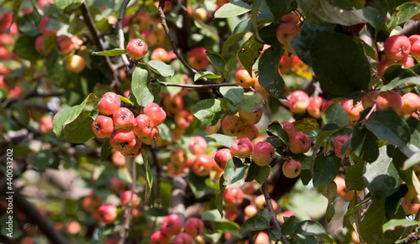 Fototapeta red apples