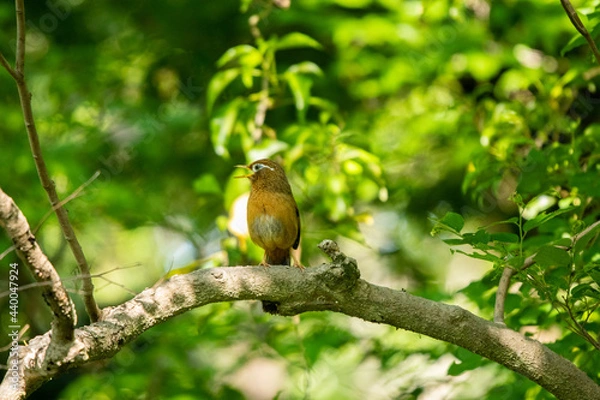 Obraz 秋ヶ瀬公園のガビチョウ