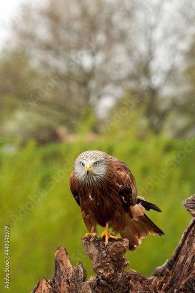 Fototapeta Red kite, bird of prey portrait. The bird is sitting on a stump. Ready to attack its prey in the rain