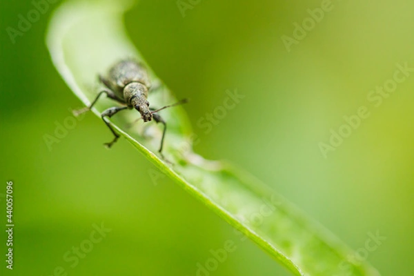 Fototapeta bug on a leaf