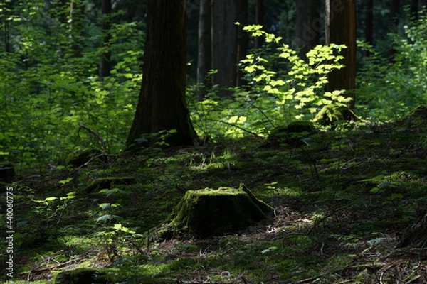 Obraz 苔むした切り株