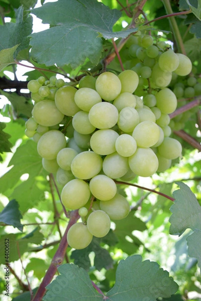 Fototapeta grapes