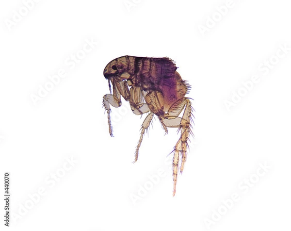 Fototapeta microscope-flea (ctenocephalides)