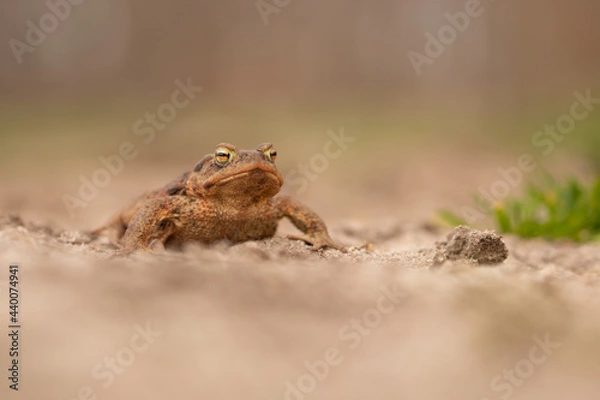 Fototapeta Erdkröte 