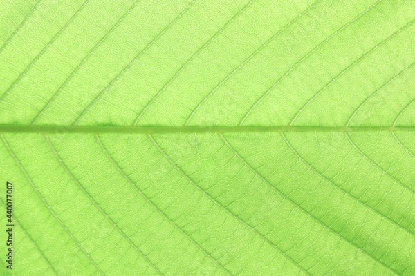 Obraz Green leaves background, full frame