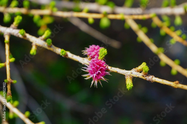 Obraz Lärchenblüte