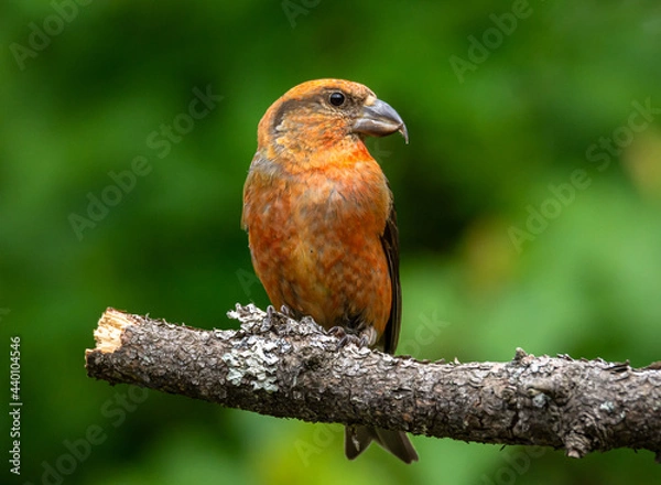Obraz crossbill