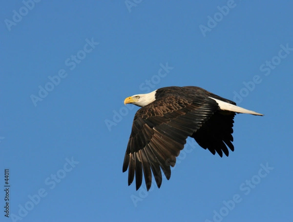 Obraz bielik w locie