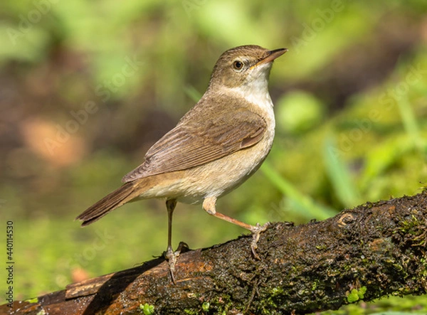 Obraz Warbler
