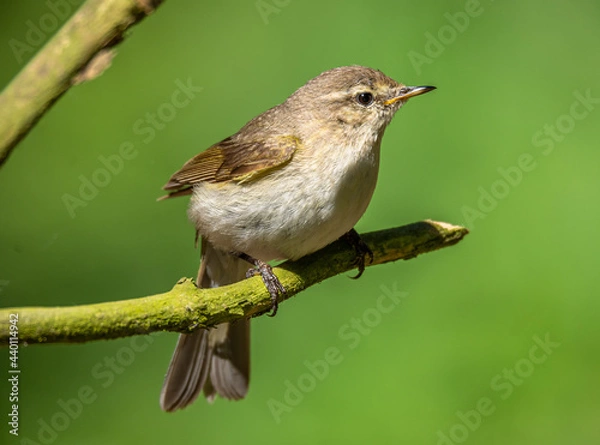 Obraz Chiffchaff warbler