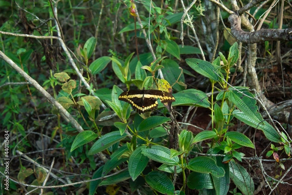 Fototapeta Wild butterfly (Papilio thoas) known as Thoas Swallowtail in the Brazilian Cerrado.