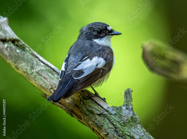 Obraz Pied flycatcher