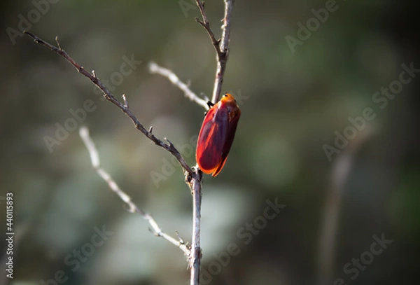 Fototapeta Froghopper (Mahanarva cf. spectabilis) resting on dry branches.