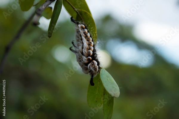 Fototapeta Exotic caterpillar with white and black bristles from Brazil.
