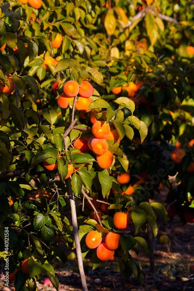 Fototapeta Branch of a persimmon tree, full of fruits ready for picking