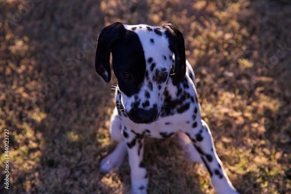 Obraz A Dalmatian  puppy is so cute with her black spots and black ears against her white fur. Only months old cuddling and napping in her blanket or sitting on the lawn waiting for the ball to play catch
