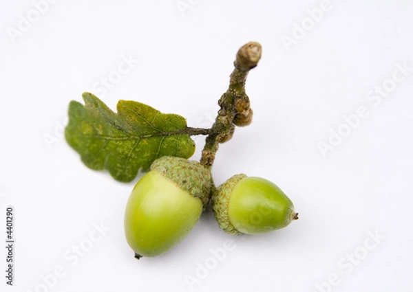 Fototapeta Acorns from an Oak tree