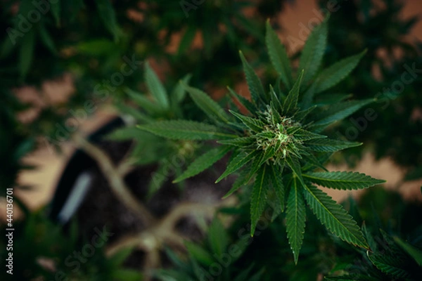 Fototapeta Marijuana With small Cola