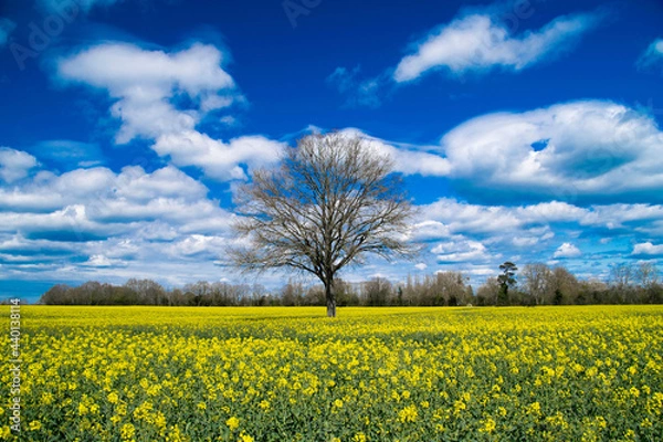 Fototapeta la campagne dans toute sa splendeur