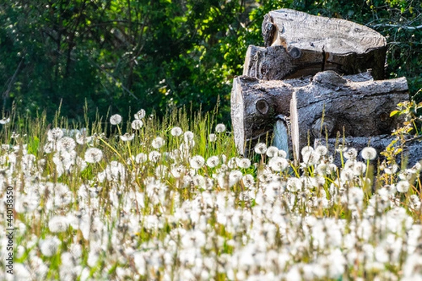 Fototapeta champ de pissenits