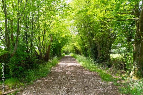 Obraz chemin boisé