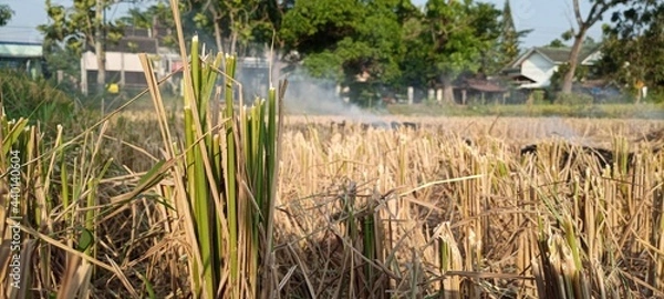 Fototapeta burning hay in the fields