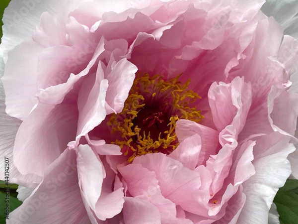 Obraz pink rose petals