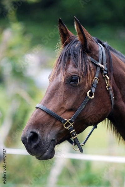 Fototapeta tête de cheval
