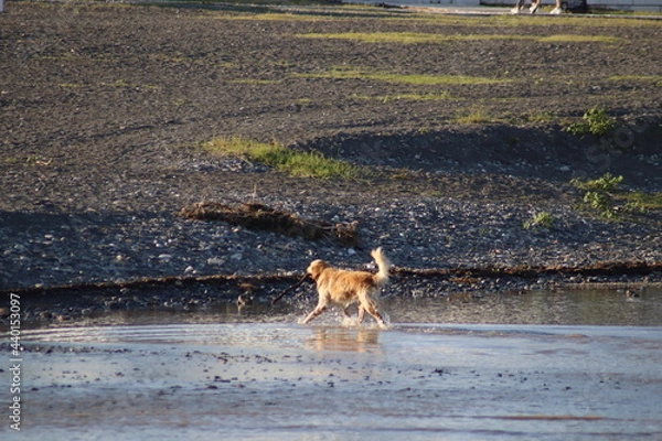 Obraz deer in the water