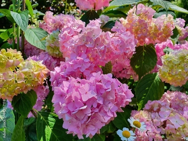 Fototapeta Bright pink flowers.  Inflorescence of flowers on a bush plant in the garden.
